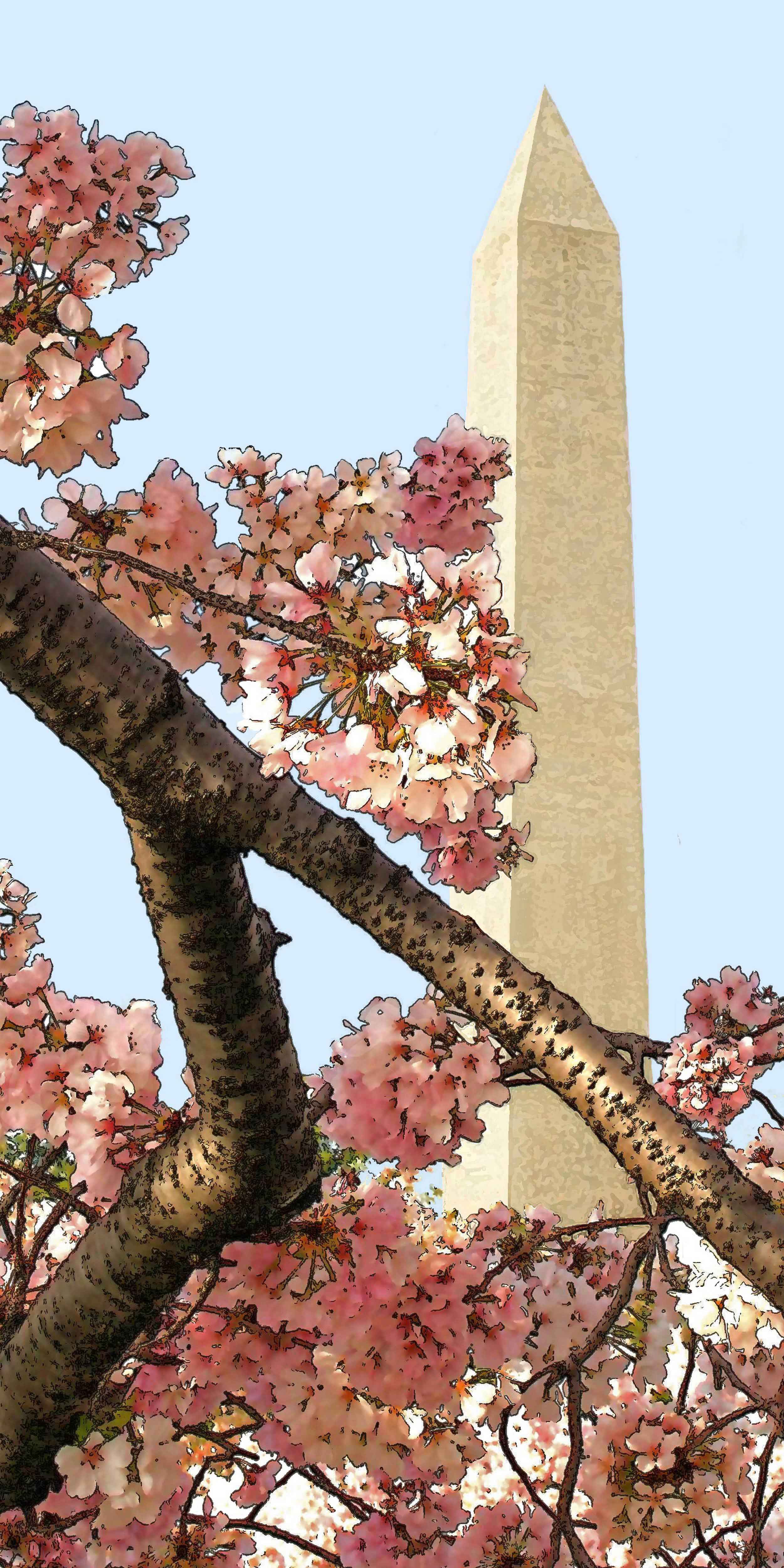 Cherry Blossoms and the Washington Monument