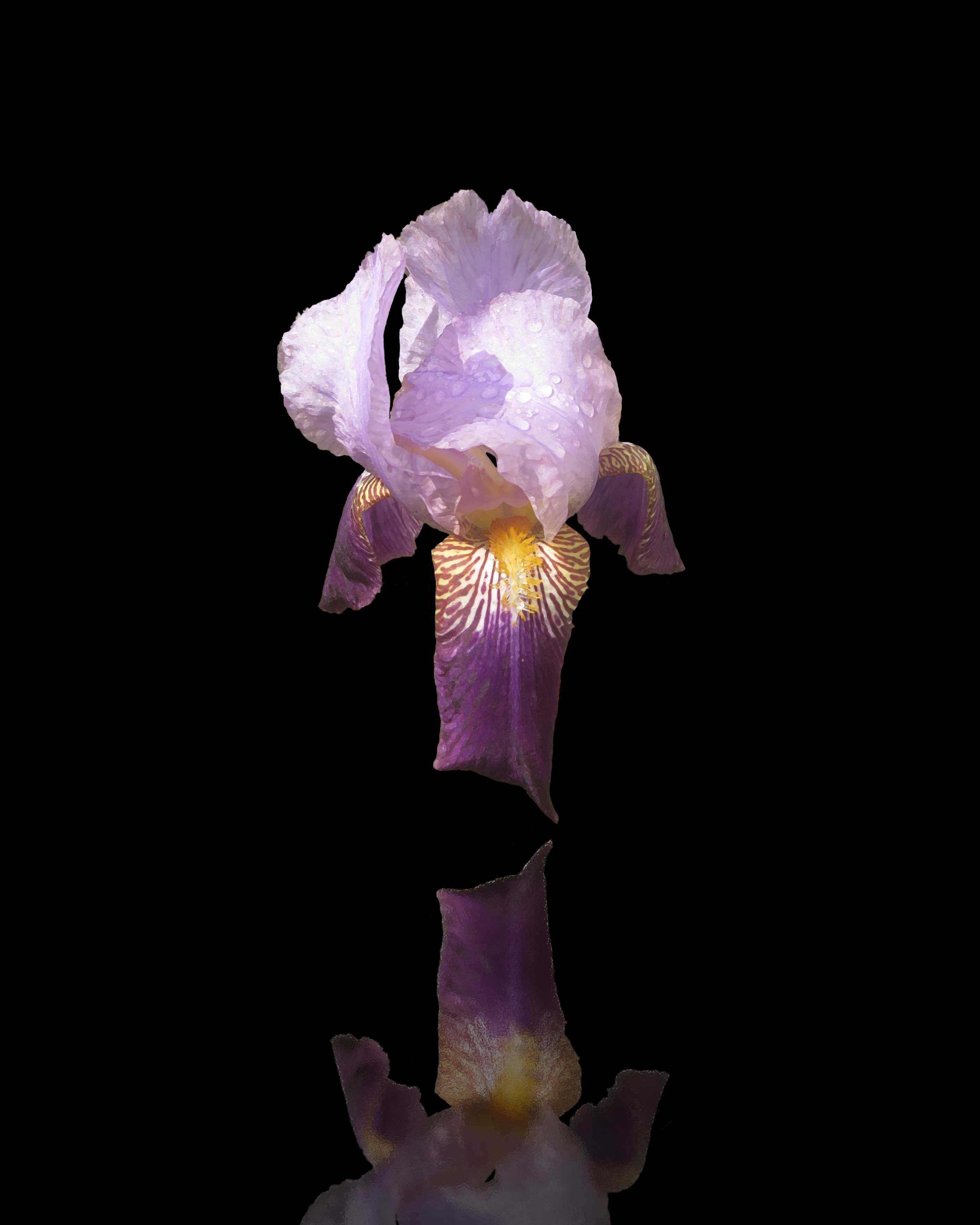 German Iris